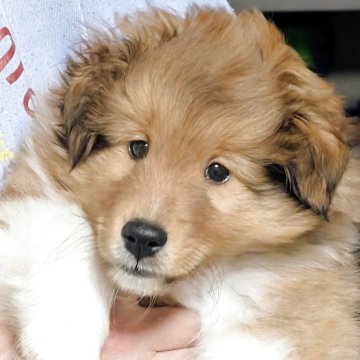 シェットランドシープドッグ【愛知県・男の子・2025年10月9日・セーブル】の写真「元気で人が大好きな子です。」