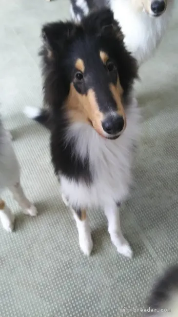 ID:1806-01651の子犬