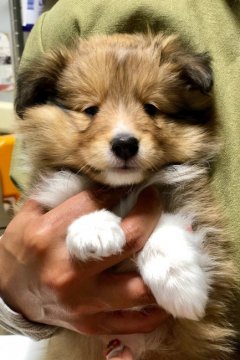 シェットランドシープドッグ【愛知県・男の子・2019年3月25日・セーブル】の写真「優しい雰囲気の子です」