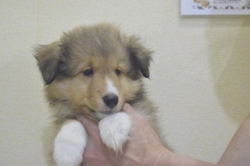 シェットランドシープドッグ【愛知県・男の子・2020年5月6日・セーブル】の写真「健康で、元気な男の子です。」