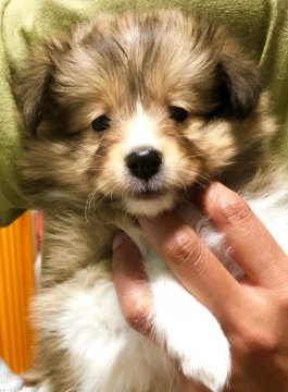 シェットランドシープドッグ【愛知県・女の子・2019年3月25日・セーブル】の写真「顔立ちのきれいな子です」