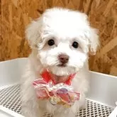 タイニープードル