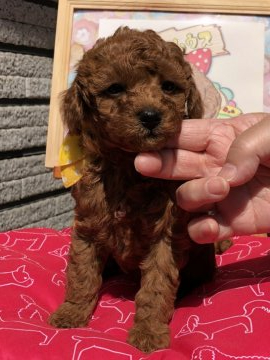トイプードル(トイ)【福岡県・女の子・2020年2月2日・レッド】の写真「両親共に遺伝子検査三項目クリアしております」