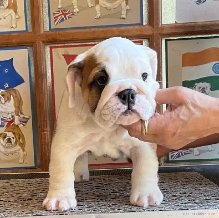 ID:2510-02642の子犬