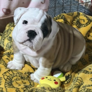 ブルドッグ【高知県・男の子・2025年10月20日・レッドアンドホワイト】の写真「綺麗可愛いお顔の僕です」