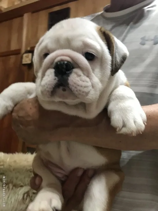 ID:1808-01302の子犬