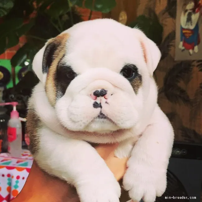ID：1906-01497の子犬