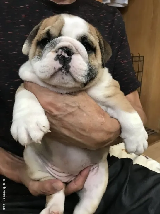 ID：1808-02970の子犬