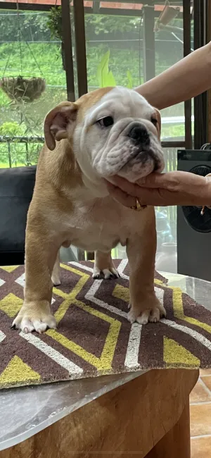 ID：2109-00135の子犬