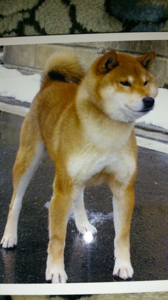 松本　憲資(まつもと　けんじ)ブリーダー(静岡県・柴犬・日本犬保存会登録)の紹介写真1
