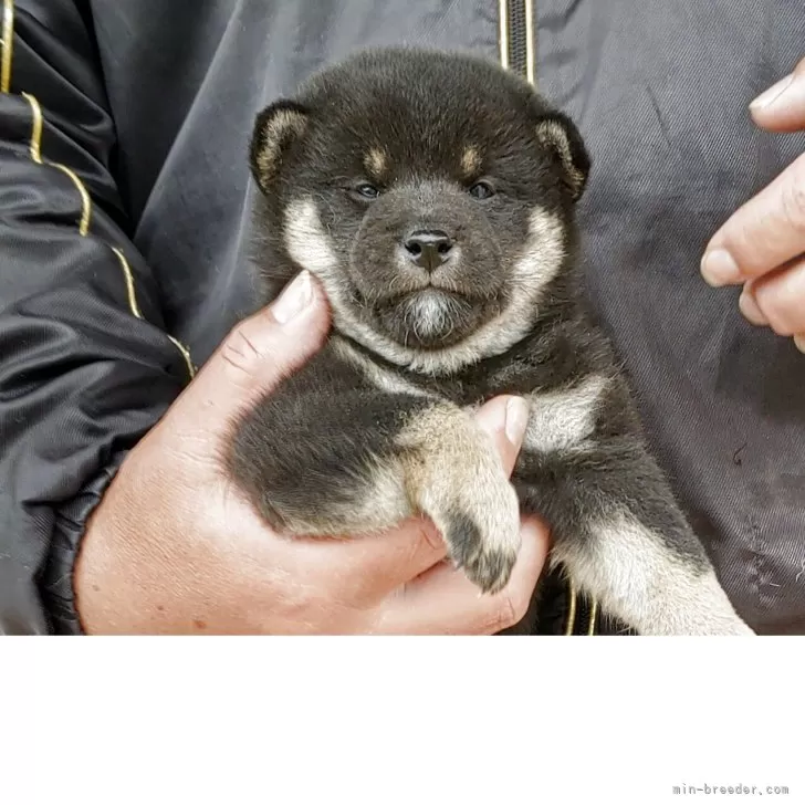 ID：2504-03729の子犬