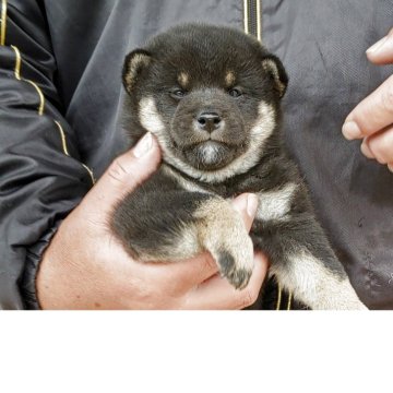 柴犬(標準サイズ)【静岡県・男の子・2025年3月12日・黒】の写真「元気に成長しています。」