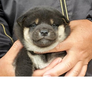 柴犬(標準サイズ)【静岡県・男の子・2025年3月12日・黒】の写真「元気に成長しています。」
