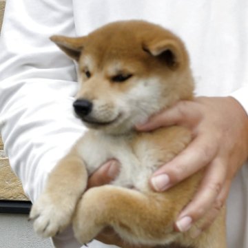 柴犬(標準サイズ)【静岡県・女の子・2025年8月8日・赤毛】の写真「かわいい女の子です。」