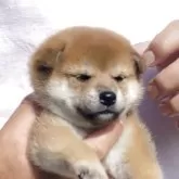 柴犬(標準サイズ)