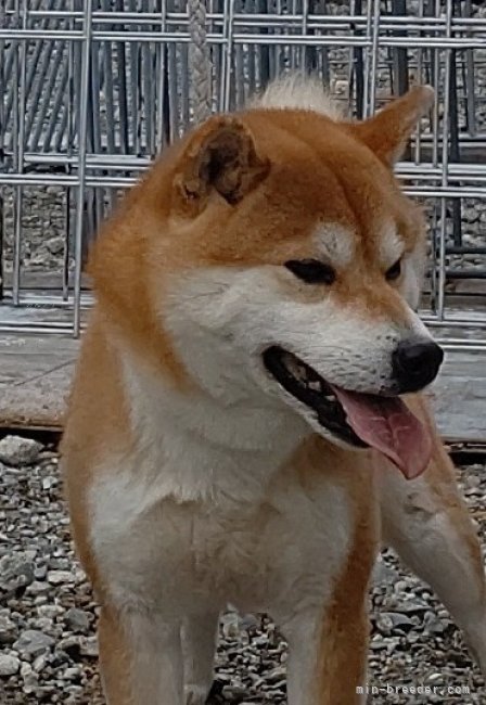 柴犬(標準サイズ)【・男の子・2022年6月28日・赤】