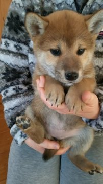 柴犬(標準サイズ)【静岡県・女の子・2015年12月12日・赤】の写真「標準よりかなり小さめになると思います。」