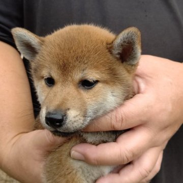 柴犬(標準サイズ)【静岡県・女の子・2023年7月5日・赤毛】の写真「かわいい女の子です。」