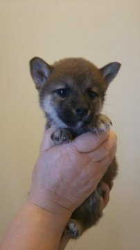 柴犬(標準サイズ)【静岡県・女の子・2017年3月27日・赤】の写真「標準より小さめになると思います。す」