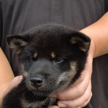 柴犬(標準サイズ)【静岡県・男の子・2023年7月5日・黒】の写真「体の形がすごく綺麗な子です。」