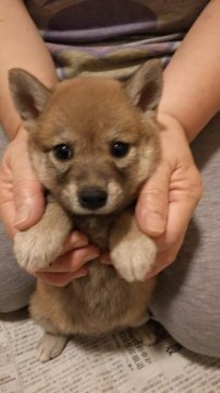 柴犬(豆柴)【静岡県・男の子・2015年6月5日・赤】の写真「小さくても意思表示はしっかりします。」