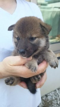 柴犬(標準サイズ)【静岡県・女の子・2016年7月10日・赤】の写真「」