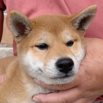 柴犬(標準サイズ)【静岡県・男の子・2024年1月12日・赤毛の雄です。】の写真「元気に成長しています。」