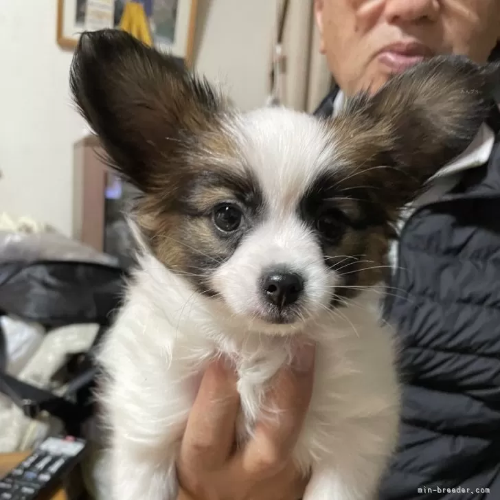 ID：2412-01726の子犬