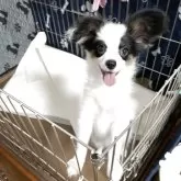 パピヨン