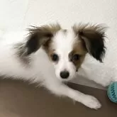 パピヨン