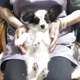 パピヨン
