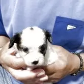 パピヨン