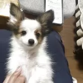 パピヨン