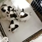 パピヨン【岩手県・男の子・2025年6月27日・ホワイト&セーブル】の写真5