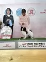 パピヨン【岩手県・女の子・2025年6月27日・トライ】の写真6「パパはJKC  CHです。」