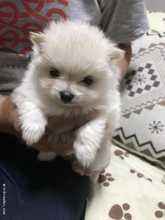 ID：1905-03087の子犬