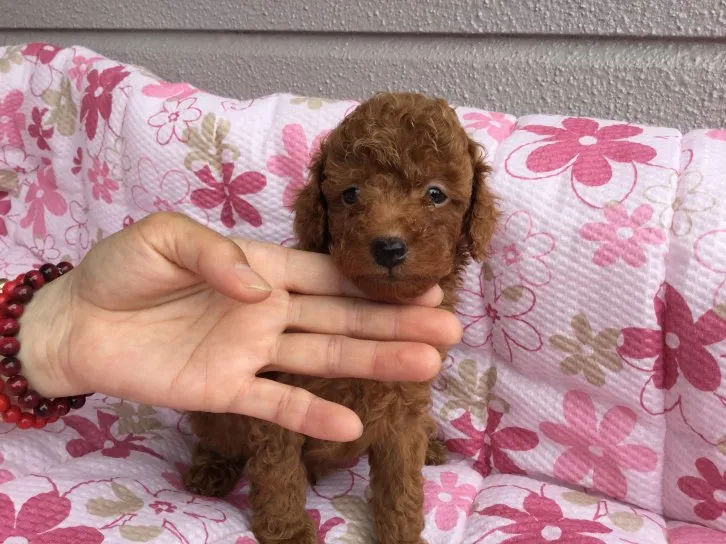 ID：1607-00179の子犬