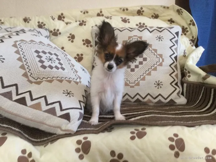 ID:1707-02396の子犬