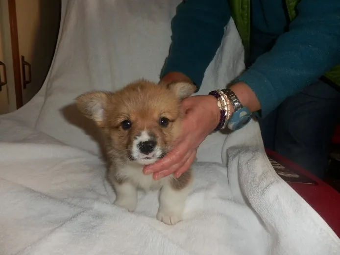 ID：1211-00409の子犬