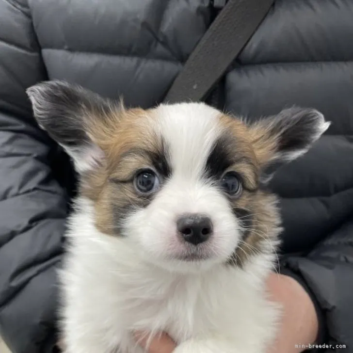 koko 様のお迎えした子犬