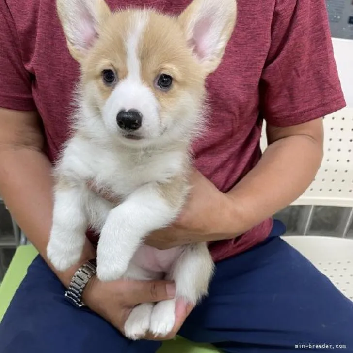 ID:2208-04858の子犬