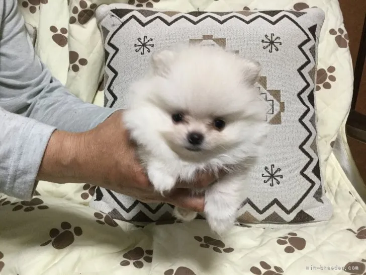 pomekichi 様のお迎えした子犬