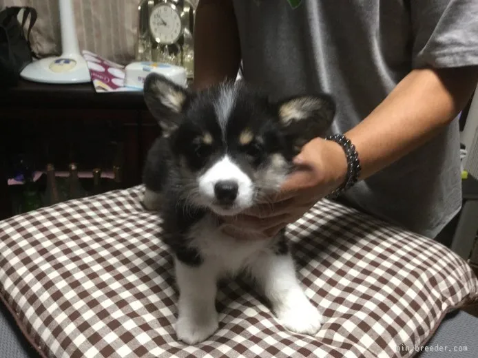 ID：1508-00713の子犬