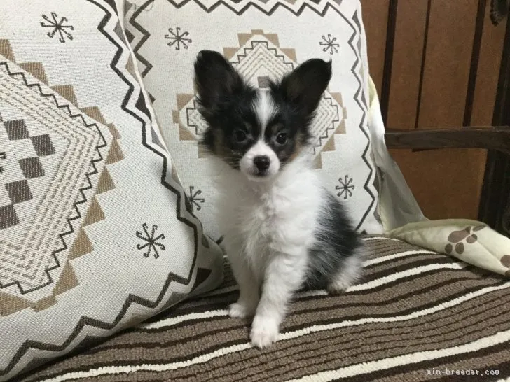 フロツー 様のお迎えした子犬