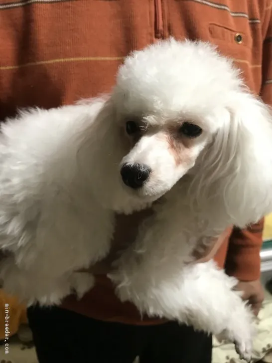 ID：1808-00209の子犬