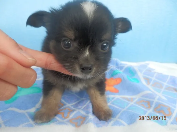 ノンまま 様のお迎えした子犬