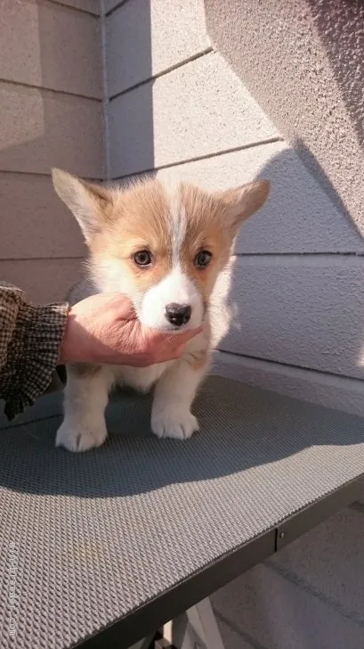 ID:1703-00527の子犬