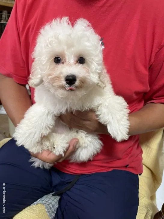 ID：2106-02661の子犬