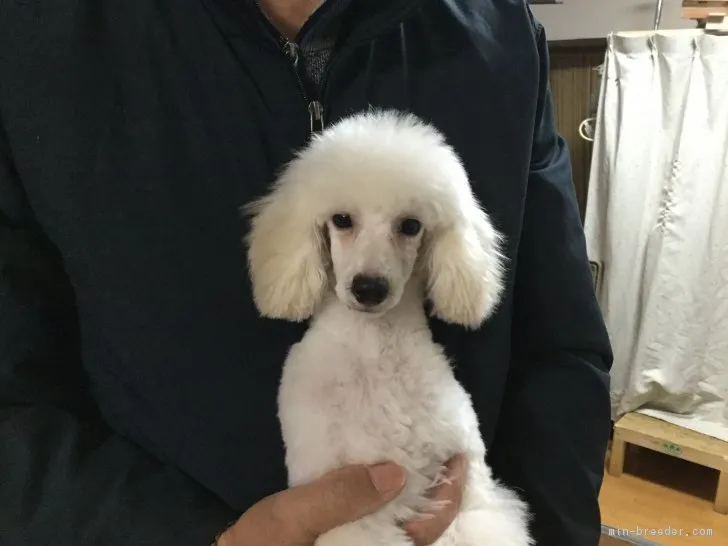 ID:1808-00208の子犬
