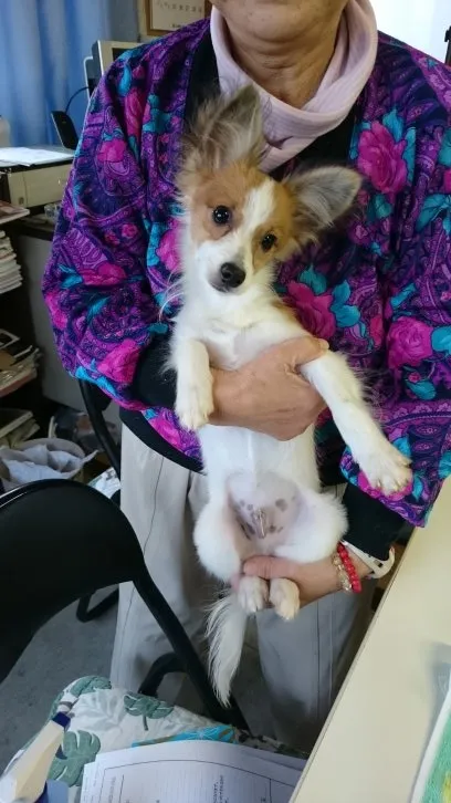 ID：1606-01188の子犬